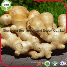 Chinese Factory Sale Natural Growth Fresh Ginger